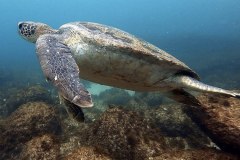 Buceo-en-Uruguay-Buceo-Aventura-Uruguay_Ilha_do_Arvoredo110