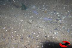 Buceo-en-Uruguay-Buceo-Aventura-Uruguay_PUNTA_NEGRA56